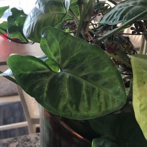 Meet your Posher, Carla